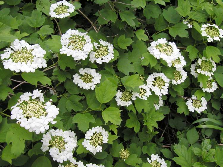 Wasserschneeball Strauch mit Blüten (Bitte hier klicken um dieses Bild in seiner vollen Größe zu betrachten)