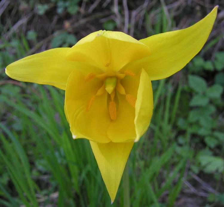 Wilde Tulpe gelbe Blüte (Bitte hier klicken um dieses Bild in seiner vollen Größe zu betrachten)