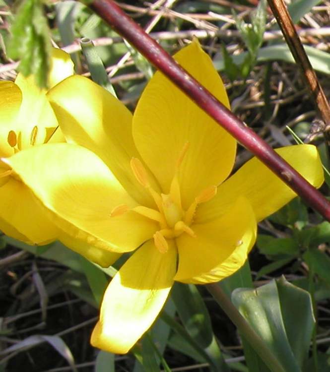 Wilde Tulpe Blüte (Bitte hier klicken um dieses Bild in seiner vollen Größe zu betrachten)