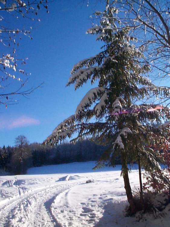 Winterbild mit Tannenbaum (Bitte hier klicken um dieses Bild in seiner vollen Größe zu betrachten)