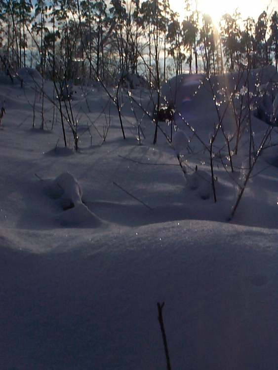 Eis, Schnee und Bäume (Bitte hier klicken um dieses Bild in seiner vollen Größe zu betrachten)
