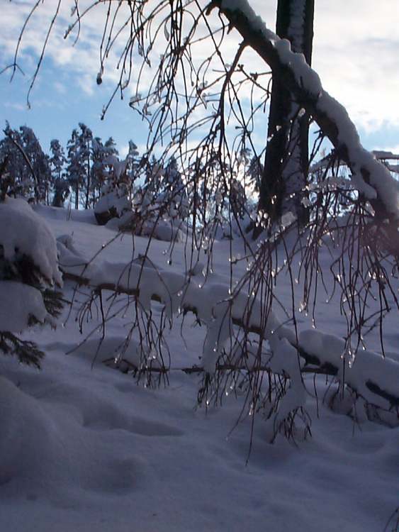 Eis am Baum (Bitte hier klicken um dieses Bild in seiner vollen Größe zu betrachten)