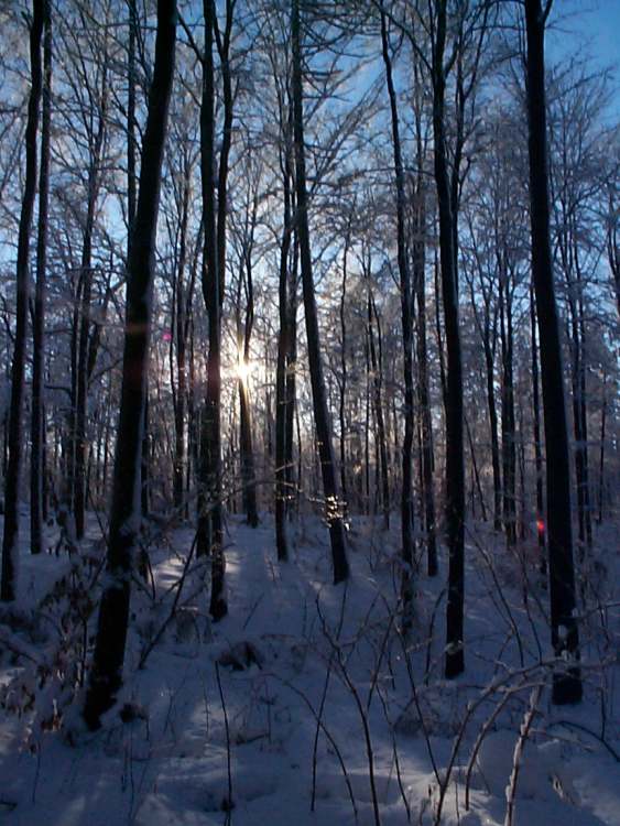 Winterwald mit Sonnenstrahlen (Bitte hier klicken um dieses Bild in seiner vollen Größe zu betrachten)