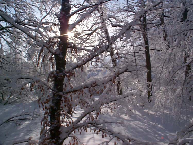 Winterbild mit Sonnenstrahl (Bitte hier klicken um dieses Bild in seiner vollen Größe zu betrachten)