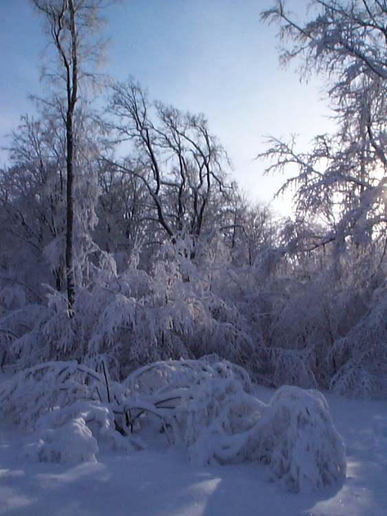 alles voll mit Schnee (Bitte hier klicken um dieses Bild in seiner vollen Größe zu betrachten)