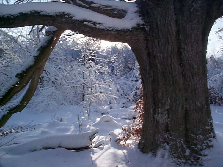 Baumstamm im Winter (Bitte hier klicken um dieses Bild in seiner vollen Größe zu betrachten)