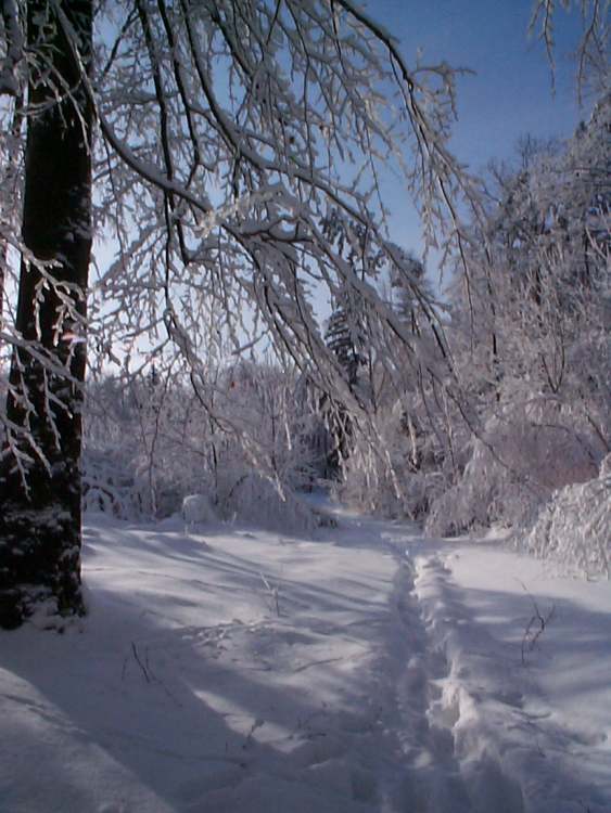 im Winter durch den Wald (Bitte hier klicken um dieses Bild in seiner vollen Größe zu betrachten)