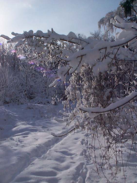 ein Winterspaziergang (Bitte hier klicken um dieses Bild in seiner vollen Größe zu betrachten)