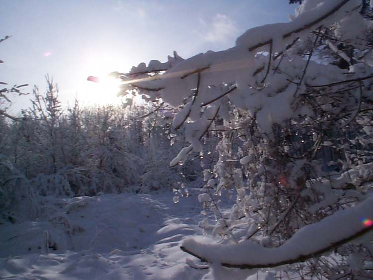 Winterwaldbild (Bitte hier klicken um dieses Bild in seiner vollen Größe zu betrachten)