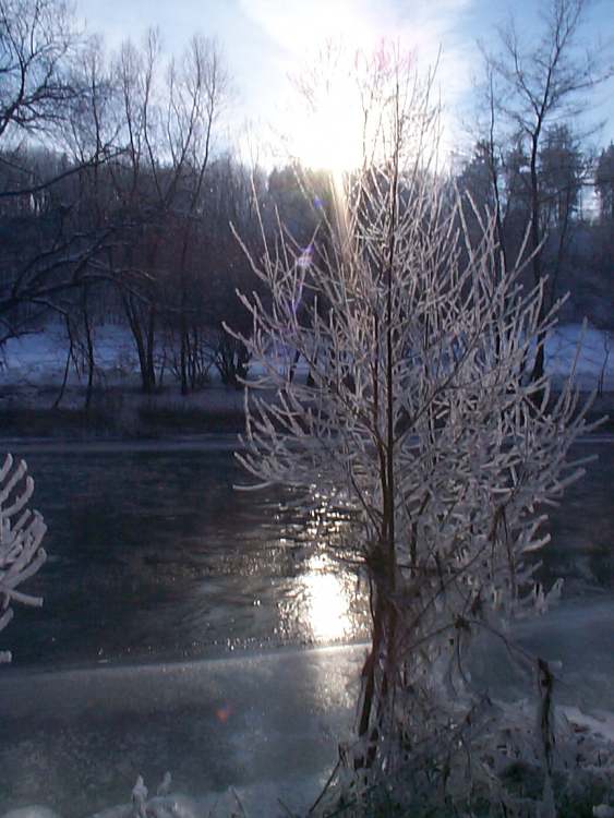 Winterstimmung am Kocherfluß bei Schwäbisch Hall (Bitte hier klicken um dieses Bild in seiner vollen Größe zu betrachten)