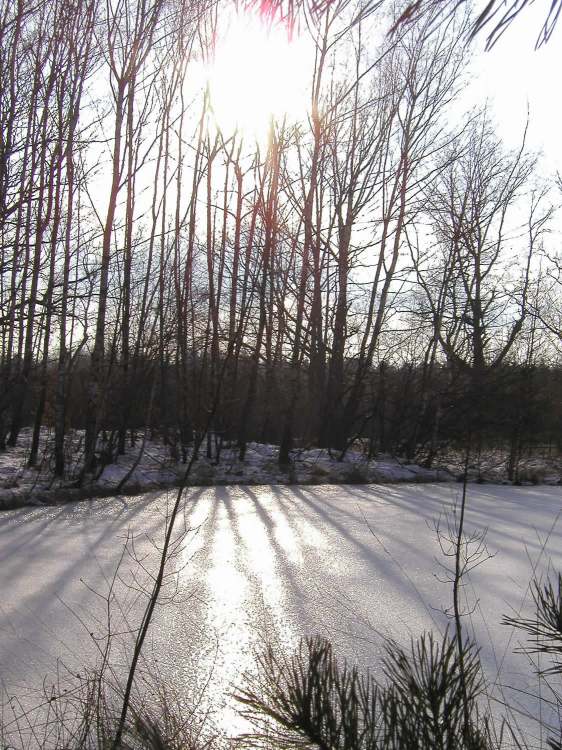 Winterwaldseesonne (Bitte hier klicken um dieses Bild in seiner vollen Größe zu betrachten)