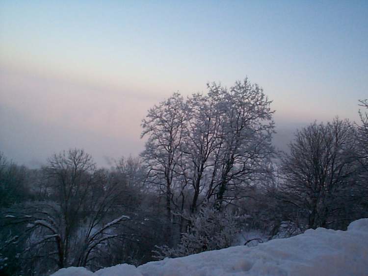 Bäume im Winterabendlicht (Bitte hier klicken um dieses Bild in seiner vollen Größe zu betrachten)