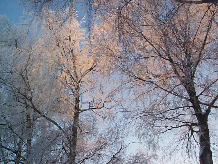 Birken im Winterlicht (Bitte hier klicken um dieses Bild in seiner vollen Größe zu betrachten)