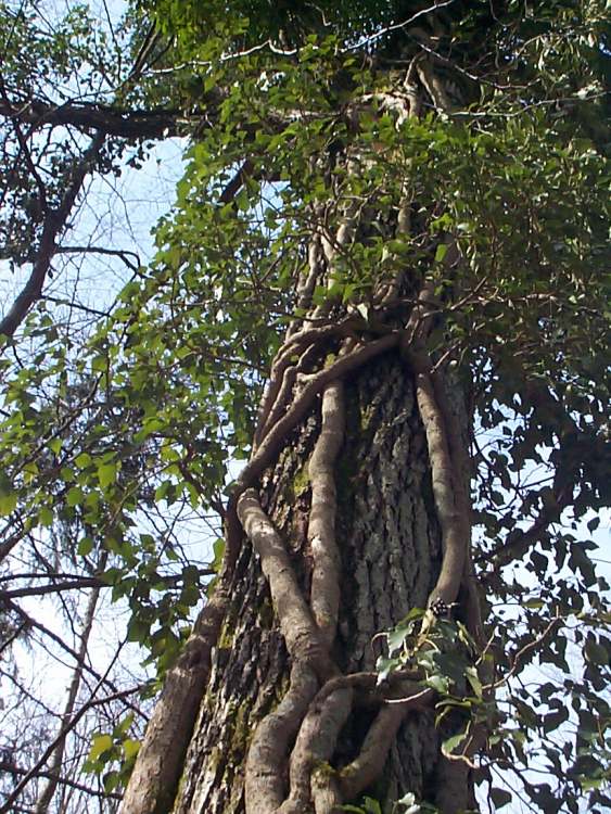 Bewachsener Baum bei Schwäbisch Hall (Bitte hier klicken um dieses Bild in seiner vollen Größe zu betrachten)