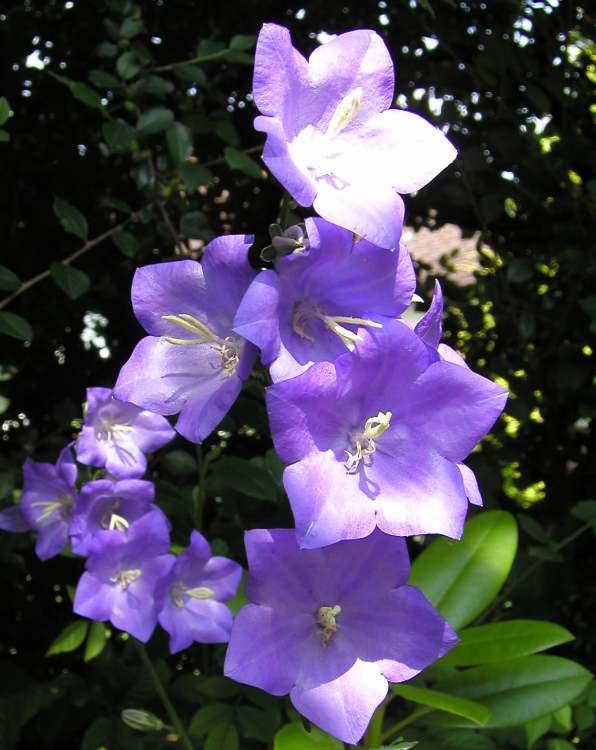 Glockenblumen im Wald (Bitte hier klicken um dieses Bild in seiner vollen Größe zu betrachten)
