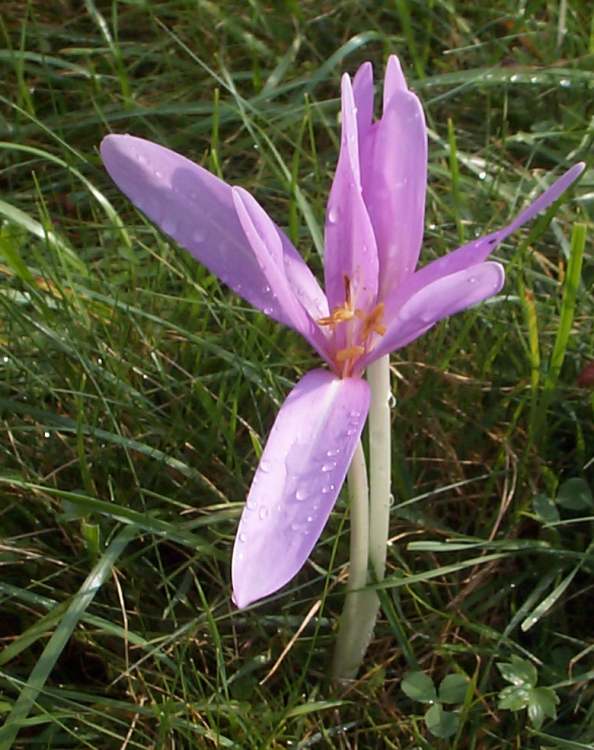 Krokus (Bitte hier klicken um dieses Bild in seiner vollen Größe zu betrachten)