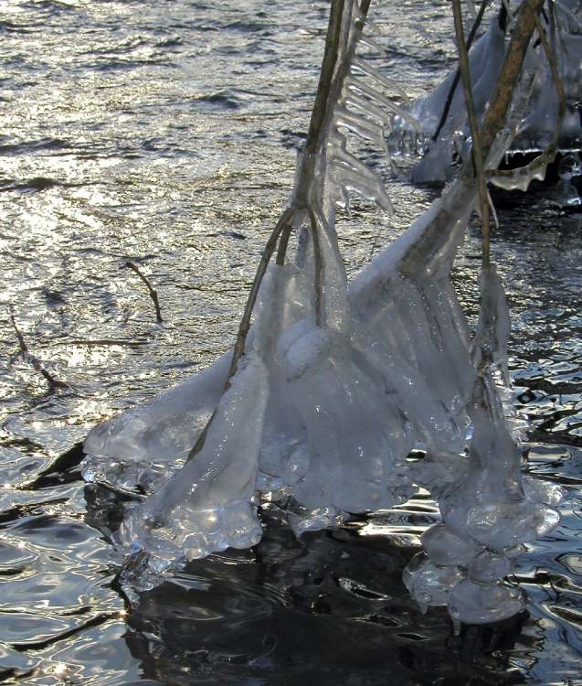 Eisäste die in den Kocher bei Tullau ragen (Bitte hier klicken um dieses Bild in seiner vollen Größe zu betrachten)