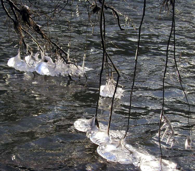 Eis wächst von Bäumen in den Fluss (Bitte hier klicken um dieses Bild in seiner vollen Größe zu betrachten)