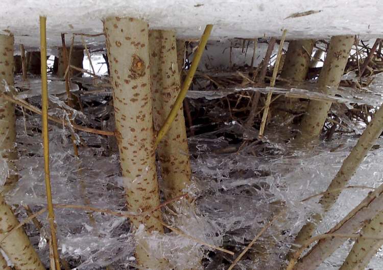 Eiswelt im Winter (Bitte hier klicken um dieses Bild in seiner vollen Größe zu betrachten)