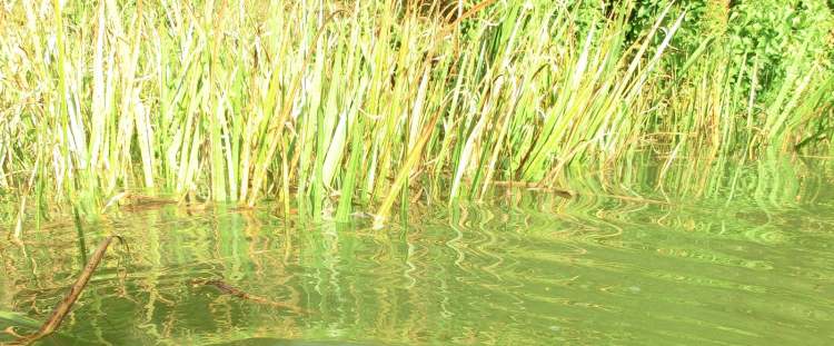 Das grüne Seegras spiegelt sich im See (Bitte hier klicken um dieses Bild in seiner vollen Größe zu betrachten)