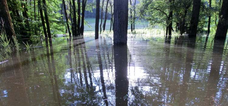 Schattenwurf im Hochwasser zwischen Bäumen (Bitte hier klicken um dieses Bild in seiner vollen Größe zu betrachten)