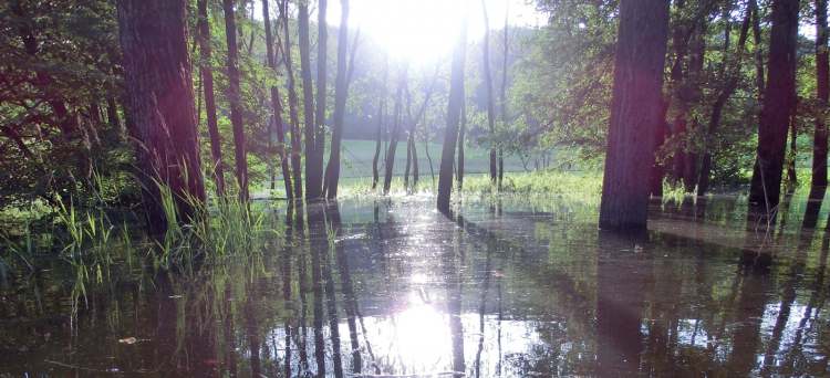 Schattenwurf im Hochwasser zwischen den Bäumen (Bitte hier klicken um dieses Bild in seiner vollen Größe zu betrachten)