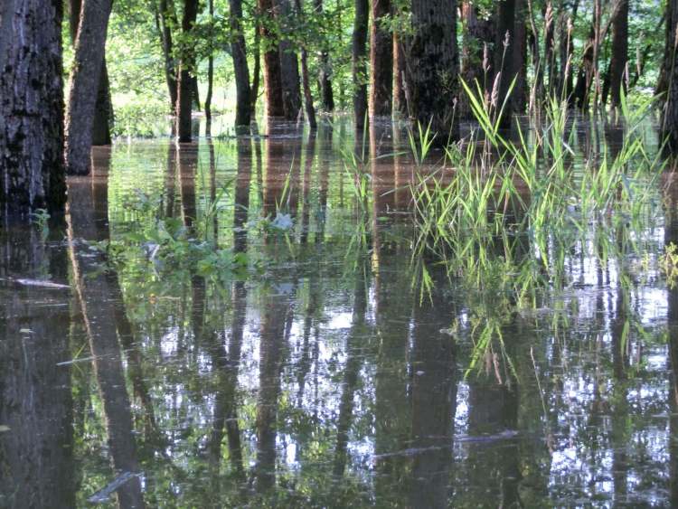 Hochwasser im Gnadental/Sailach Stausee (Bitte hier klicken um dieses Bild in seiner vollen Größe zu betrachten)