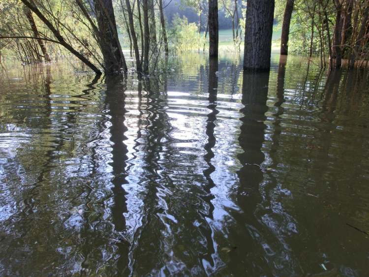 Hochwasserbäume (Bitte hier klicken um dieses Bild in seiner vollen Größe zu betrachten)