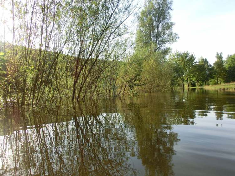 Hochwasserstimmung mit Sträuchern im Wasser (Bitte hier klicken um dieses Bild in seiner vollen Größe zu betrachten)