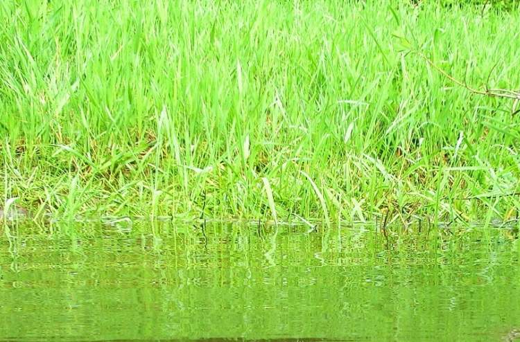 Grasspiegelung im Wasser (Bitte hier klicken um dieses Bild in seiner vollen Größe zu betrachten)