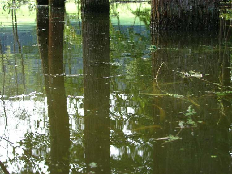Hochwasser im Gnadentaler Stausee (Bitte hier klicken um dieses Bild in seiner vollen Größe zu betrachten)