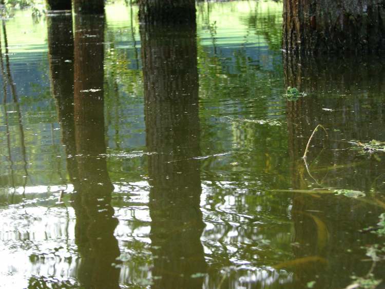 Hochwasserstand im Gnadentaler Stausee (Bitte hier klicken um dieses Bild in seiner vollen Größe zu betrachten)