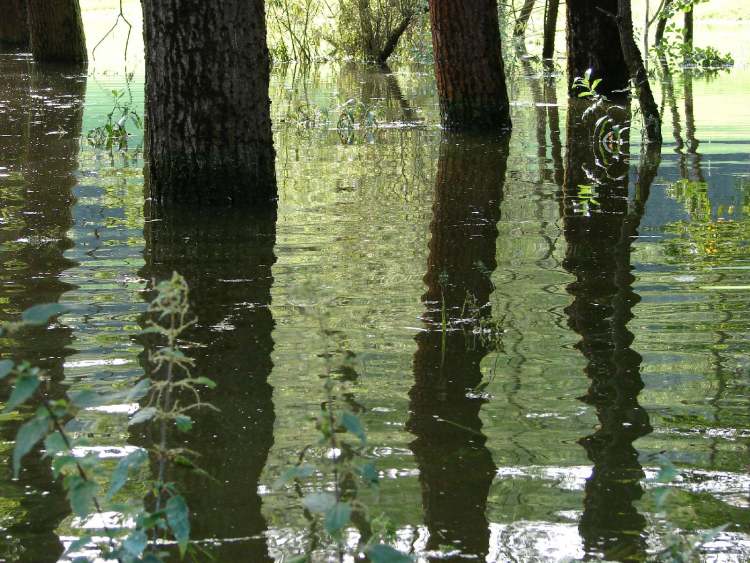 Hochwasser im Gnadentaler Stausee (bei Schwäbisch Hall) (Bitte hier klicken um dieses Bild in seiner vollen Größe zu betrachten)