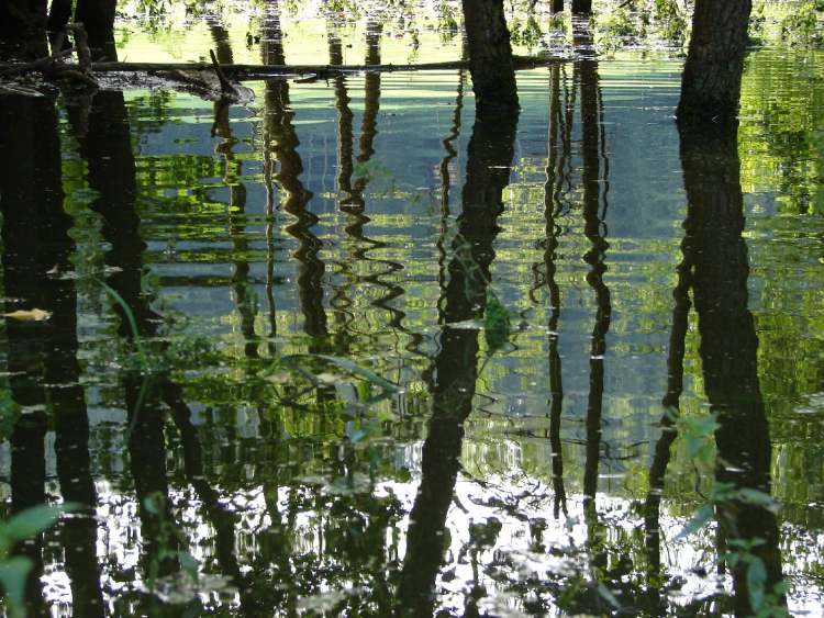 Hochwasserstimmung im Gnadentaler Stausee (Bitte hier klicken um dieses Bild in seiner vollen Größe zu betrachten)