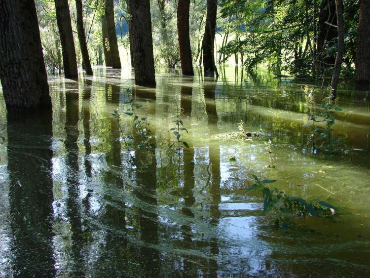 Bäume im Hochwasser (Bitte hier klicken um dieses Bild in seiner vollen Größe zu betrachten)