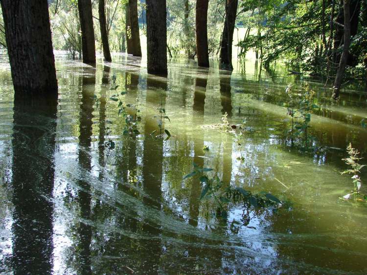 Hochwasser am Stausee (Bitte hier klicken um dieses Bild in seiner vollen Größe zu betrachten)