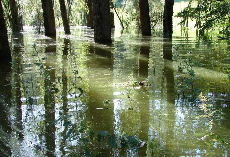 Bäume im Hochwasser (in Hohenlohe bei Gnadental) (Bitte hier klicken um dieses Bild in seiner vollen Größe zu betrachten)