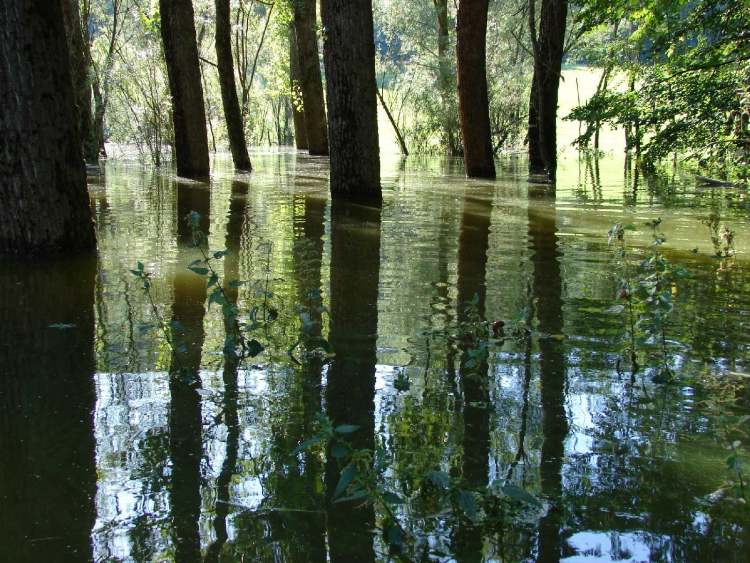 Hochwasser am Gnadentaler Stausee (Bitte hier klicken um dieses Bild in seiner vollen Größe zu betrachten)