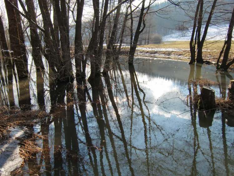 Bäume im Wasser (Bitte hier klicken um dieses Bild in seiner vollen Größe zu betrachten)