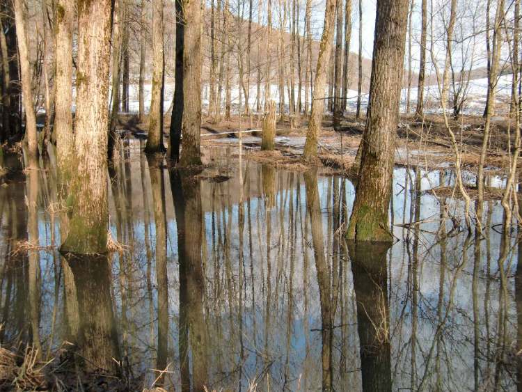 Hochwasser Gnadentaler Stausee (Bitte hier klicken um dieses Bild in seiner vollen Größe zu betrachten)