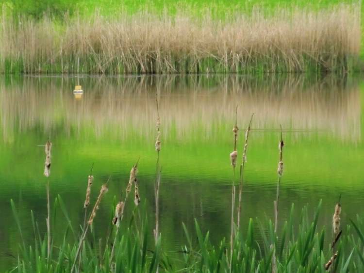 grüne Spiegelung im Neumühlsee (Bitte hier klicken um dieses Bild in seiner vollen Größe zu betrachten)