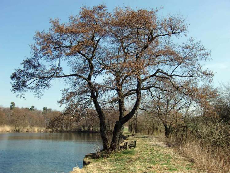 Rösslesmahdsee (Bitte hier klicken um dieses Bild in seiner vollen Größe zu betrachten)