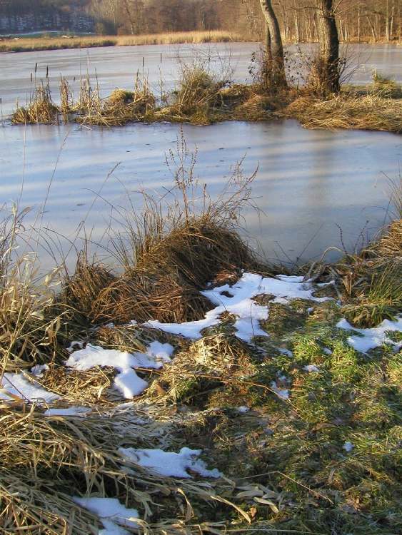 Seestimmung am Neumühlsee (Bitte hier klicken um dieses Bild in seiner vollen Größe zu betrachten)