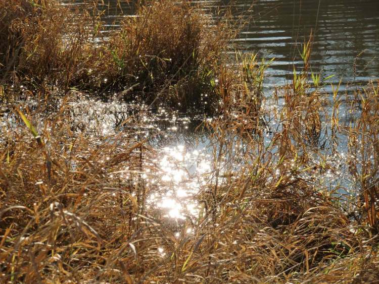 Sonnenglitzern im Gras und Wasser (Bitte hier klicken um dieses Bild in seiner vollen Größe zu betrachten)