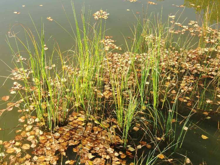 Herbstblätter im Maibachsee (Bitte hier klicken um dieses Bild in seiner vollen Größe zu betrachten)