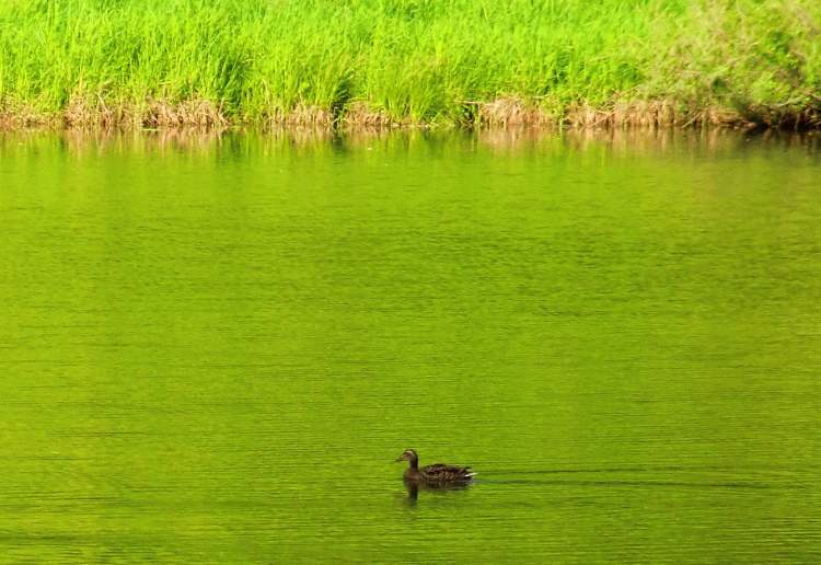 das Grün spiegelt sich im See (Bitte hier klicken um dieses Bild in seiner vollen Größe zu betrachten)