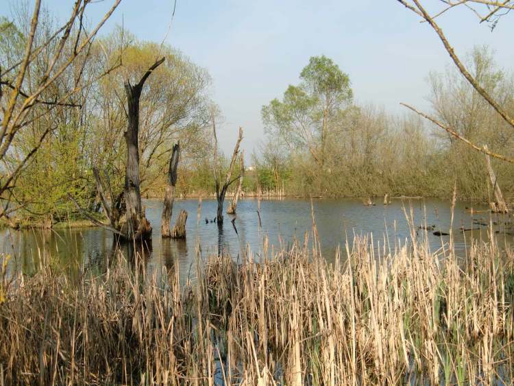 ein kleinerer See nähe Schwäbisch Hall (Bitte hier klicken um dieses Bild in seiner vollen Größe zu betrachten)