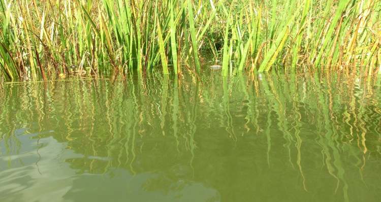 Wassergras im See (Bitte hier klicken um dieses Bild in seiner vollen Größe zu betrachten)