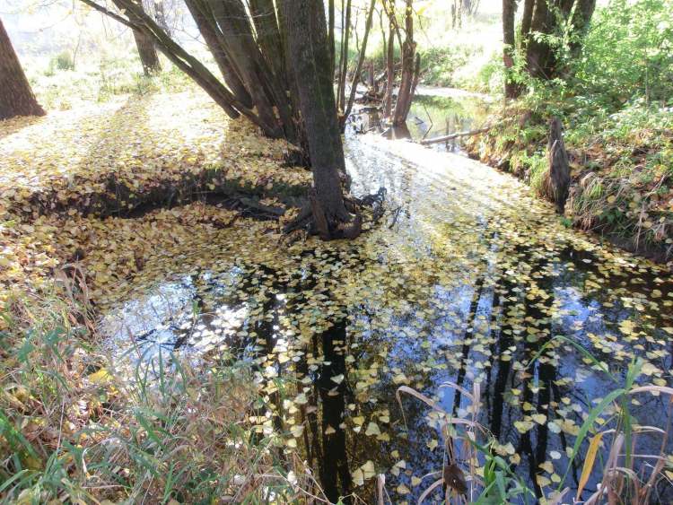 Zufluss zum Gnadentaler Stausee (Bitte hier klicken um dieses Bild in seiner vollen Größe zu betrachten)