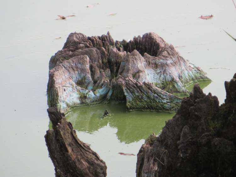 Algen im Gnadentaler See (Bitte hier klicken um dieses Bild in seiner vollen Größe zu betrachten)